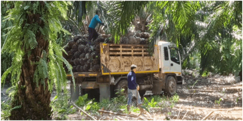 Generasi pekebun berikutnya - pengawasan berbasis data mengembangkan dinasti keluarga. - gambar - budidaya-agri - 10